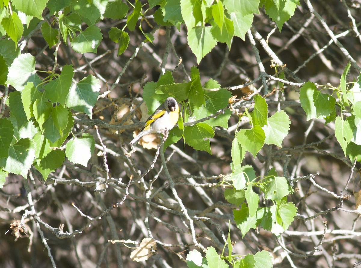 Lawrence's Goldfinch - ML152897781
