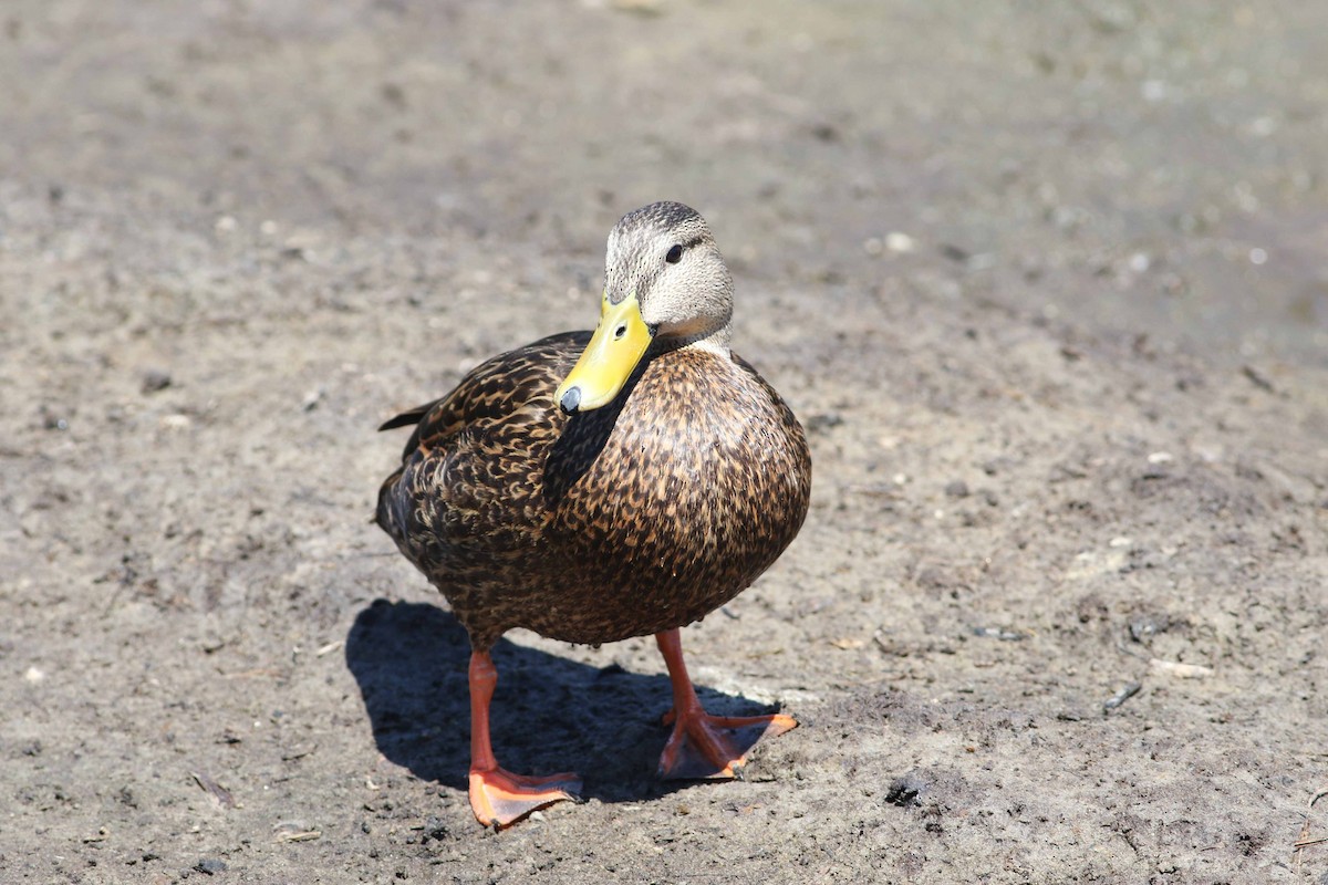 Mottled Duck (Gulf Coast) - ML152898021
