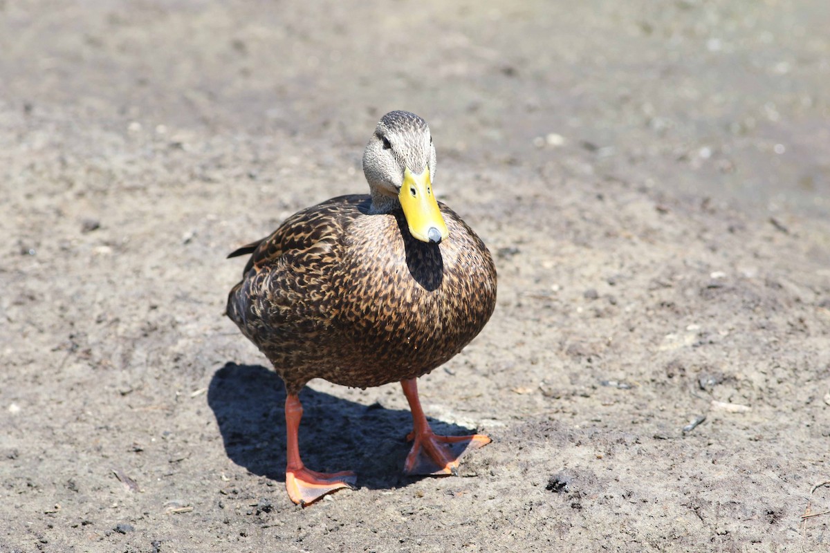 Mottled Duck (Gulf Coast) - Jason Rieger