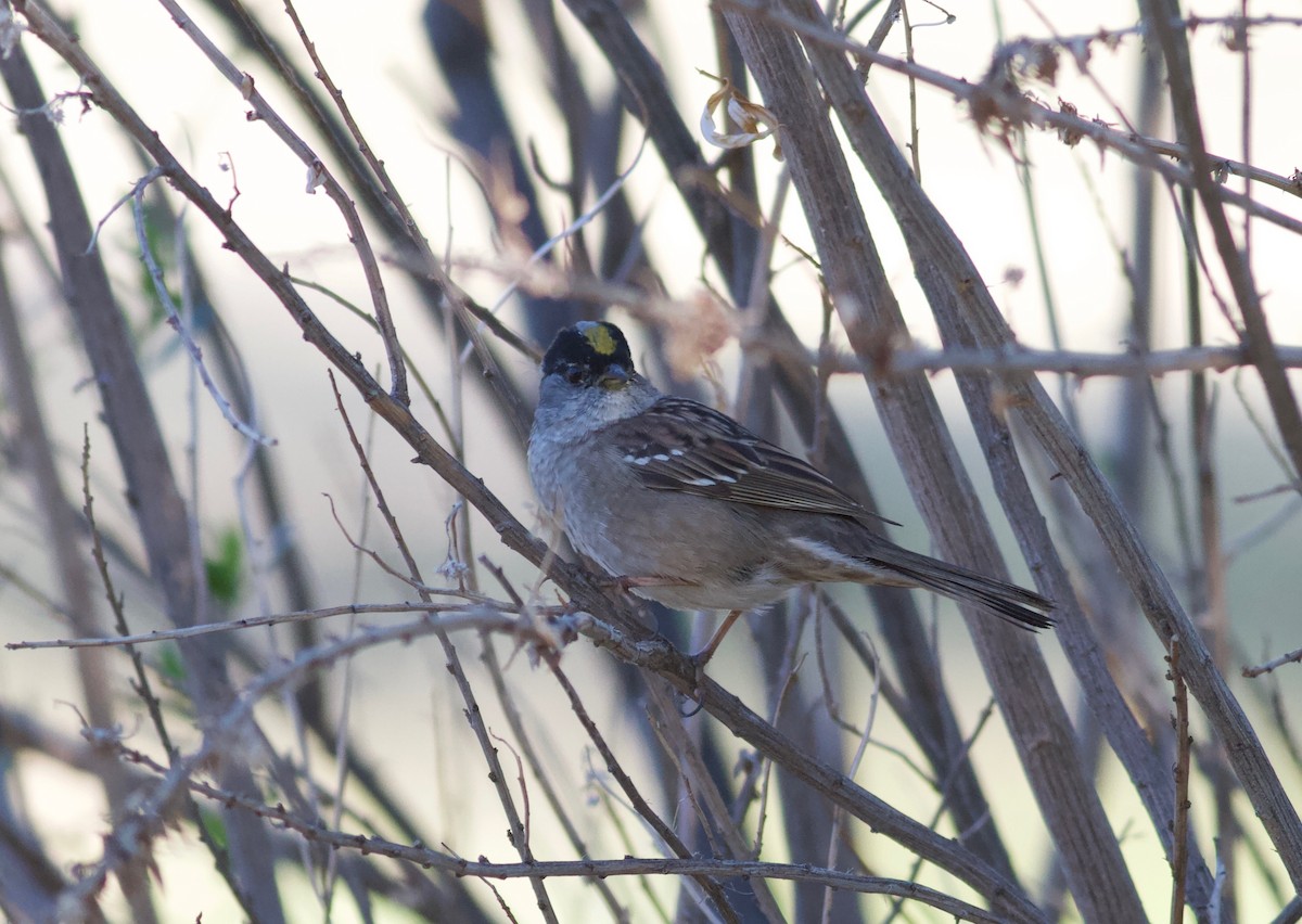 Golden-crowned Sparrow - ML152898121