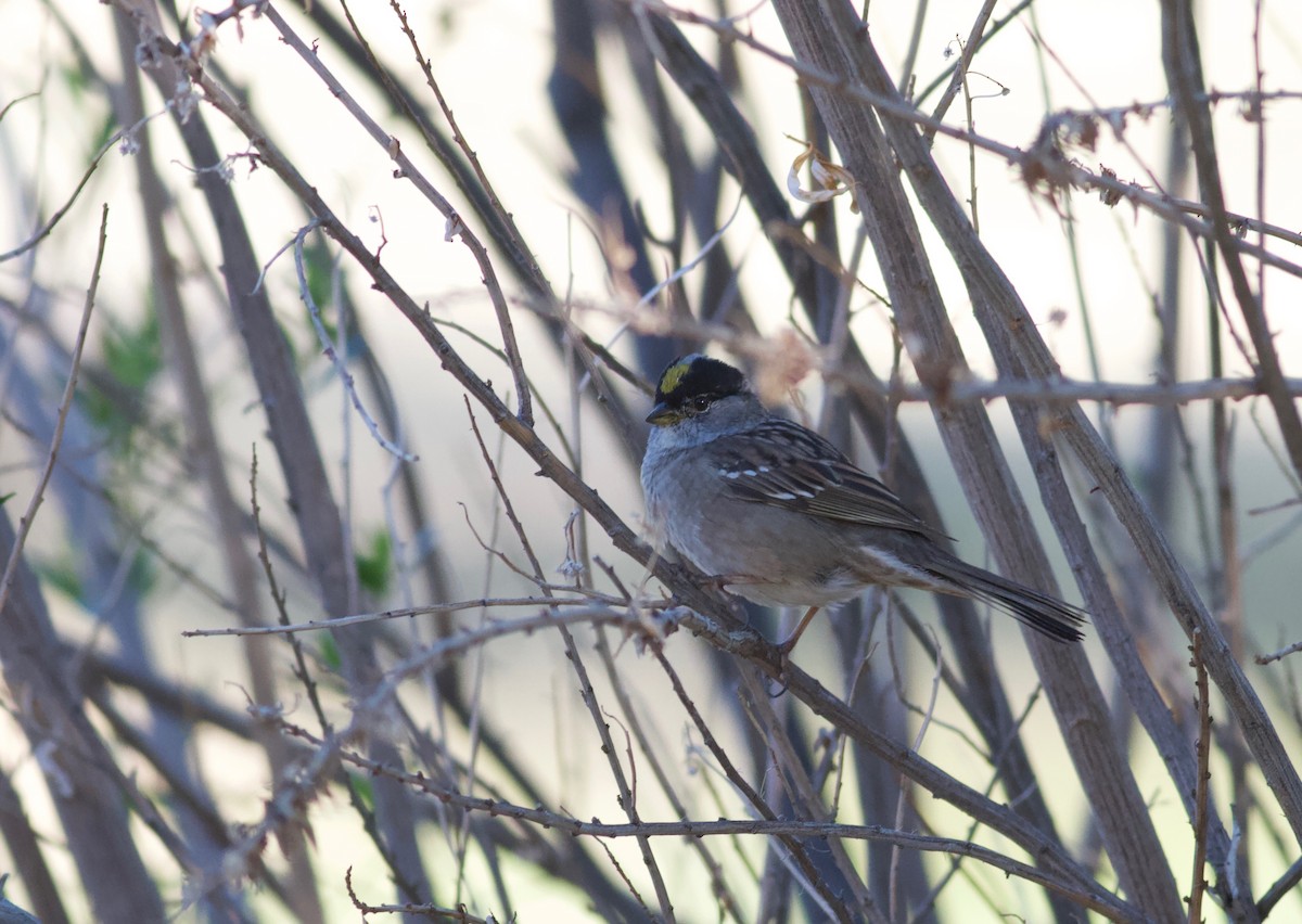 Golden-crowned Sparrow - Ryan Terrill