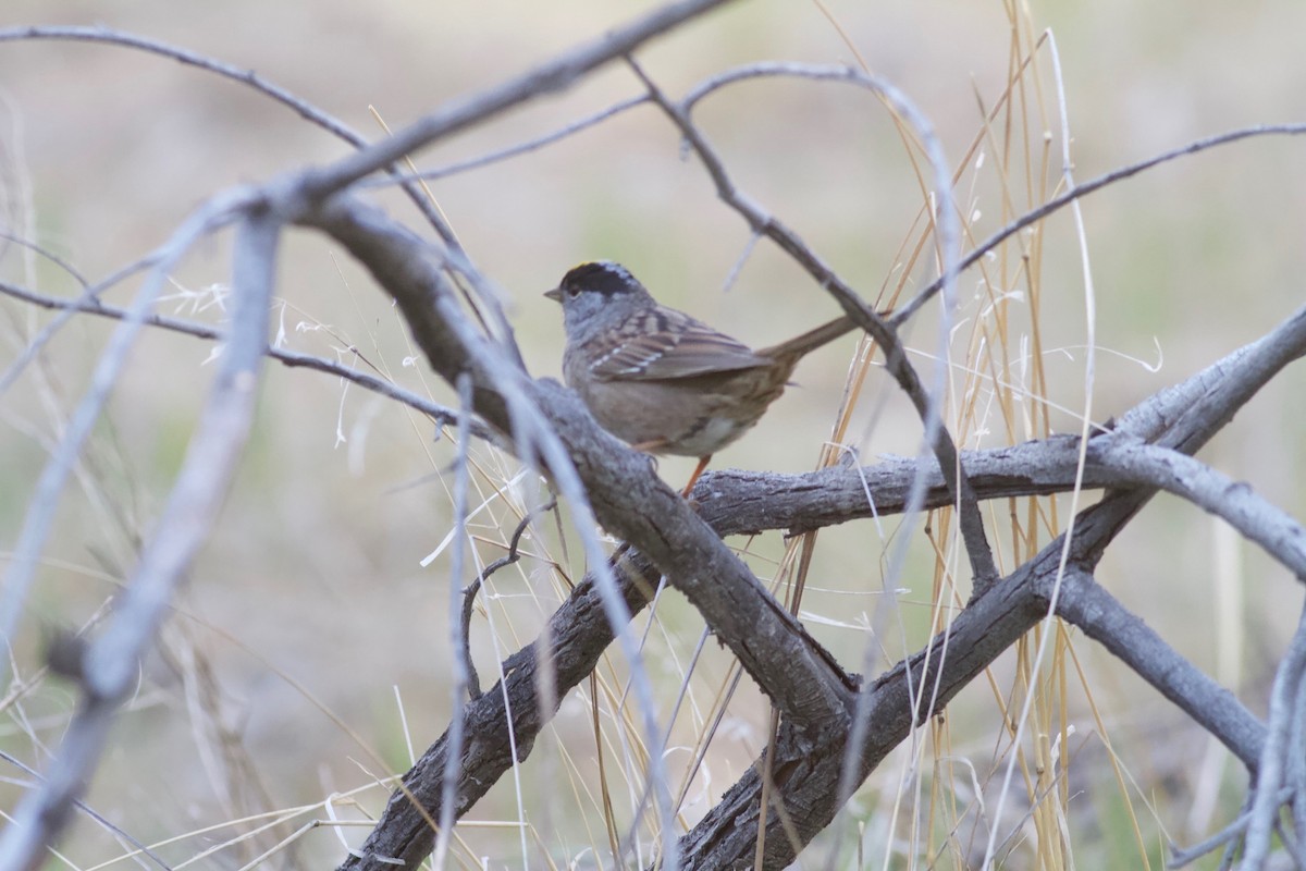 Golden-crowned Sparrow - ML152898581