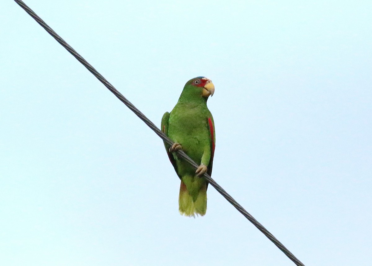 White-fronted Parrot - Gary Chapin