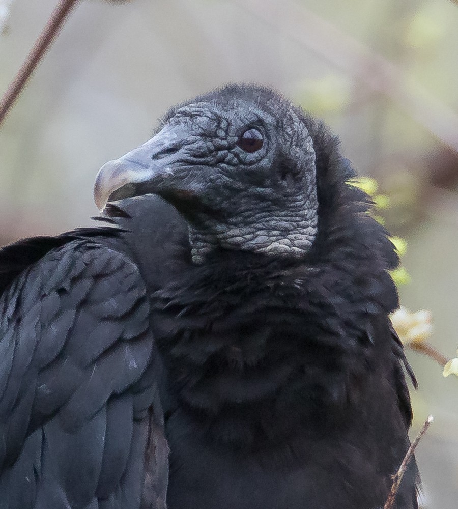 Black Vulture - Allan Welby