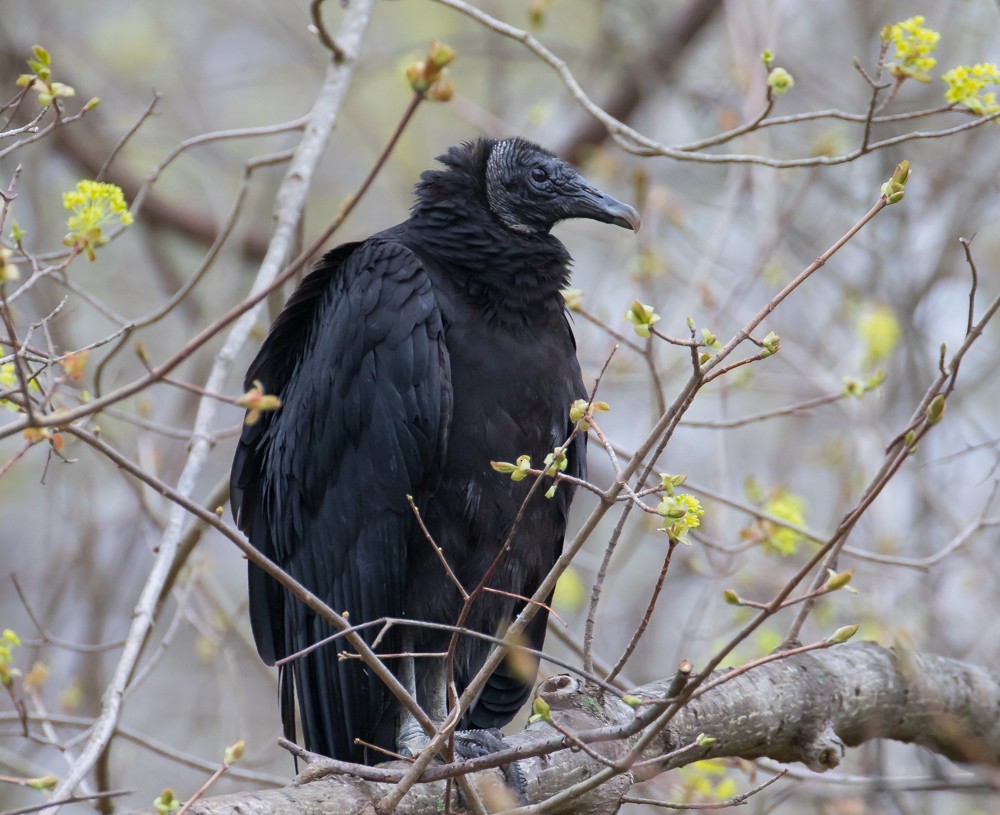 Black Vulture - Allan Welby