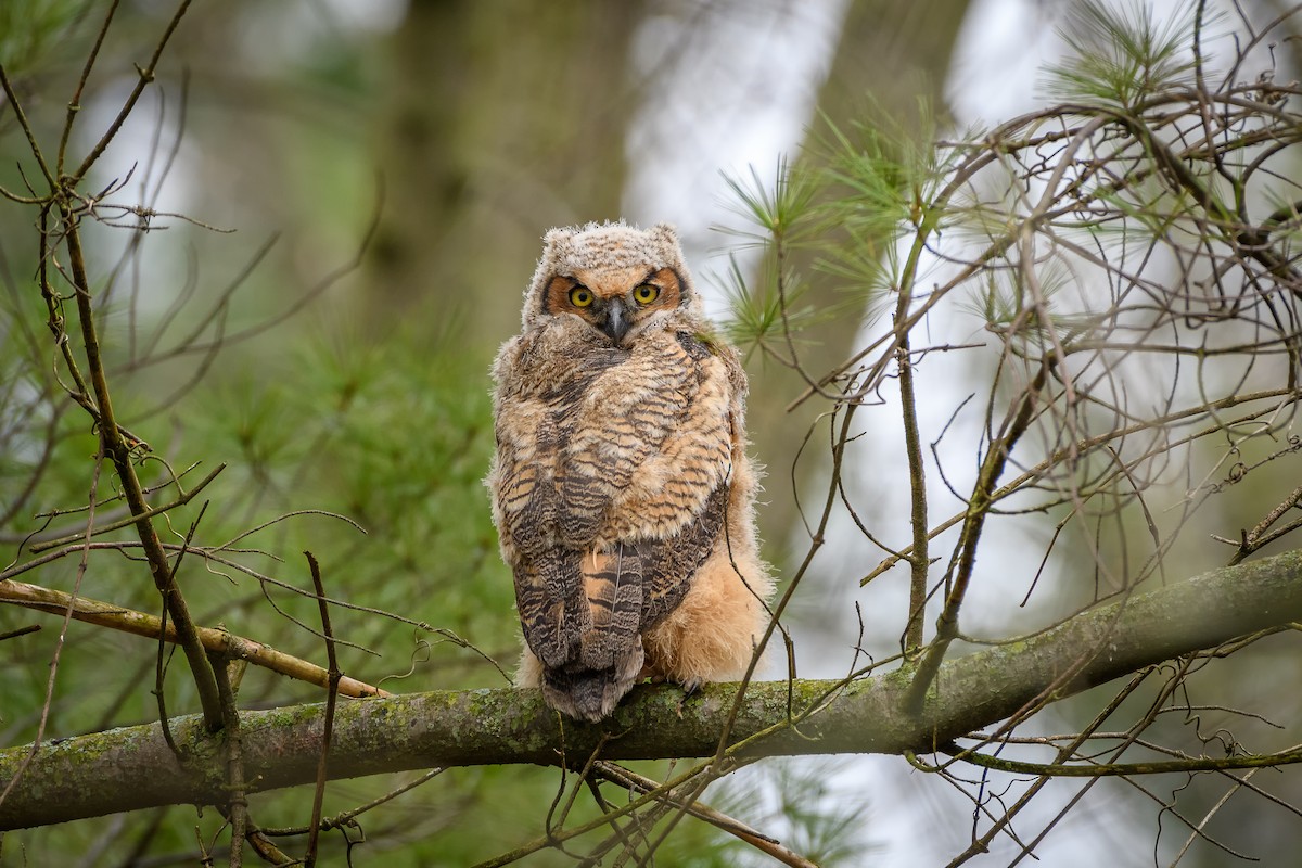Great Horned Owl - ML152899371