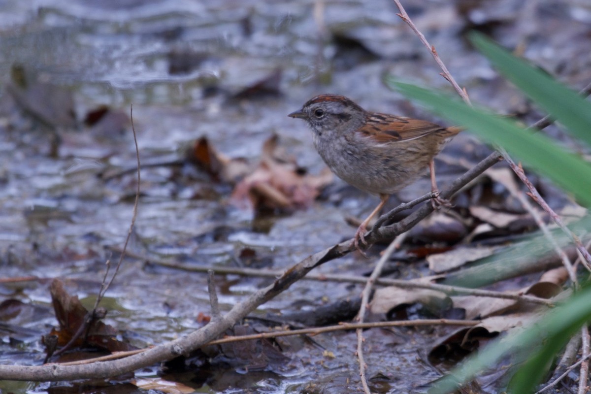 Swamp Sparrow - Bill Reaume