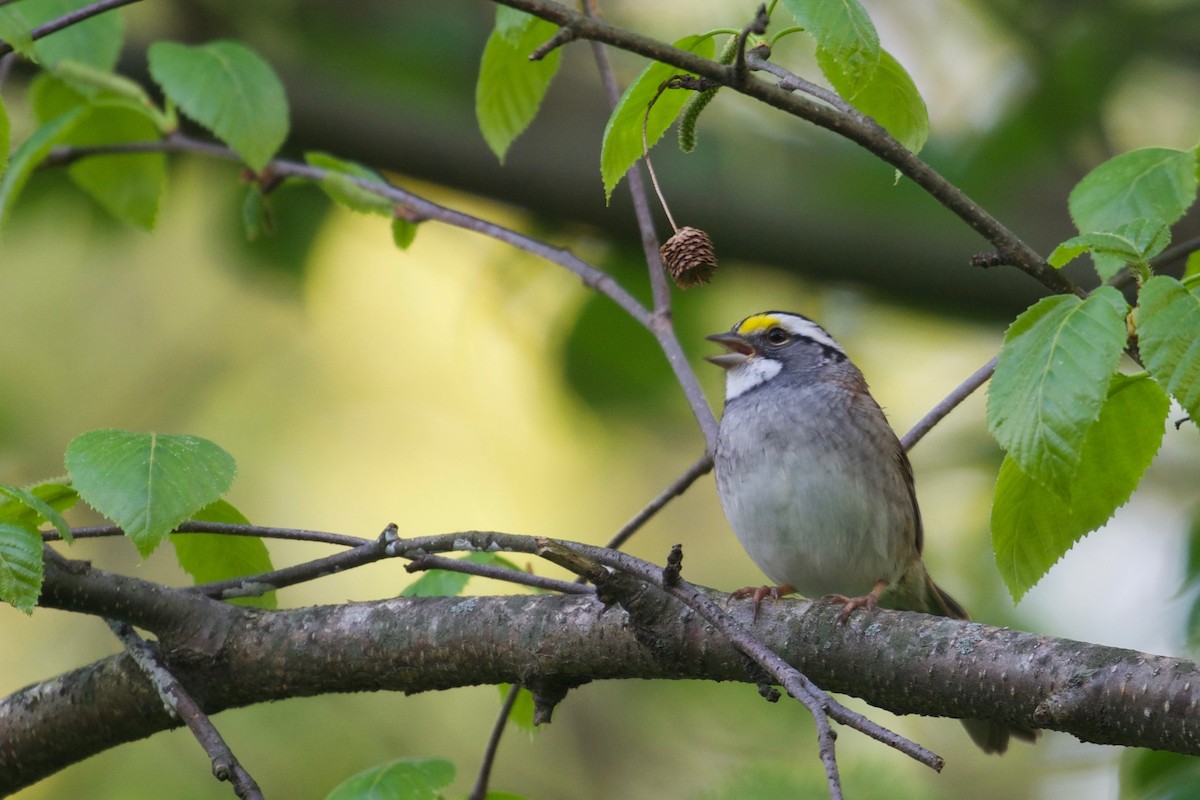 White-throated Sparrow - Bill Reaume