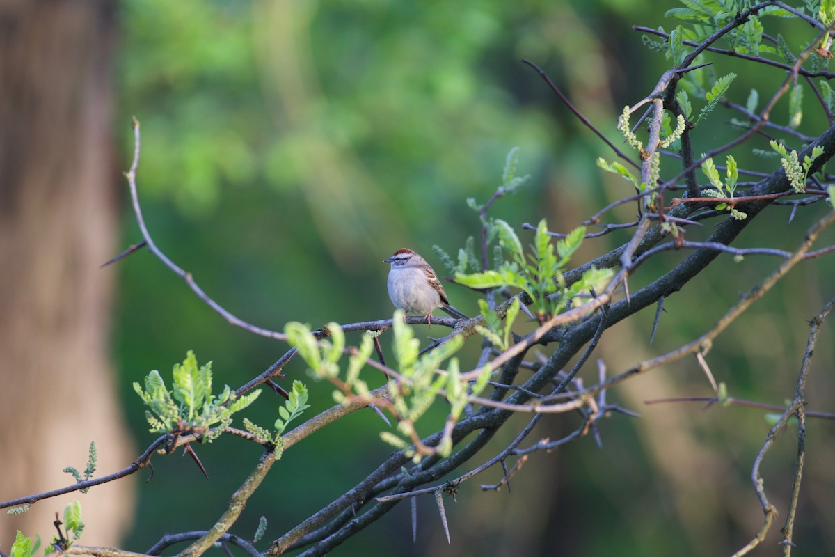 Chipping Sparrow - Bill Reaume