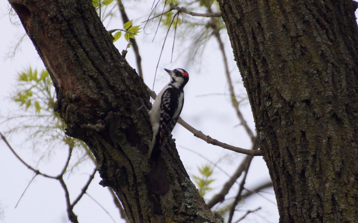 Hairy Woodpecker - Bill Reaume