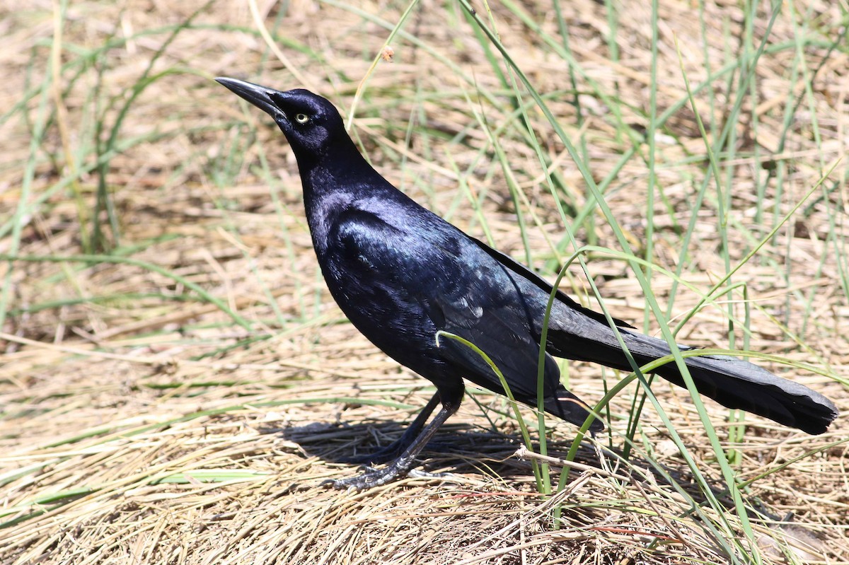 Great-tailed Grackle - ML152899851