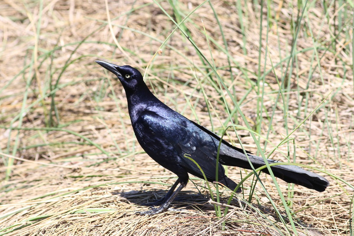 Great-tailed Grackle - Jason Rieger