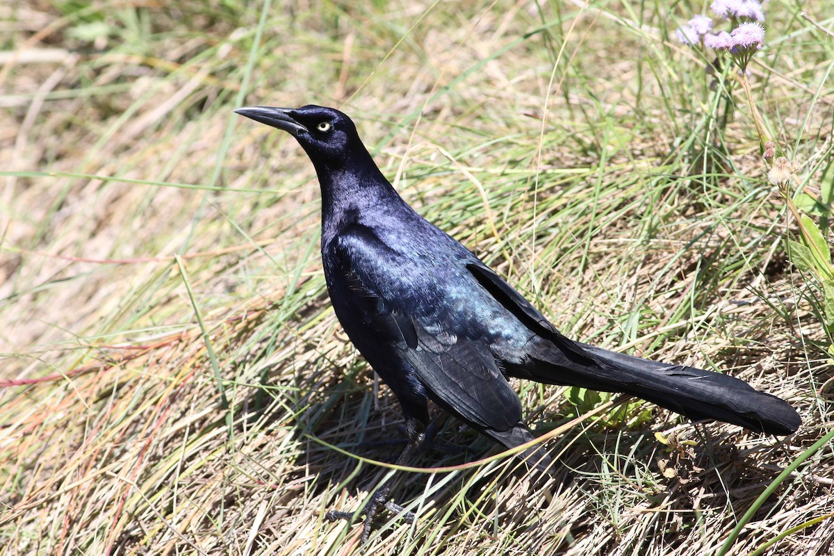 Great-tailed Grackle - ML152899871