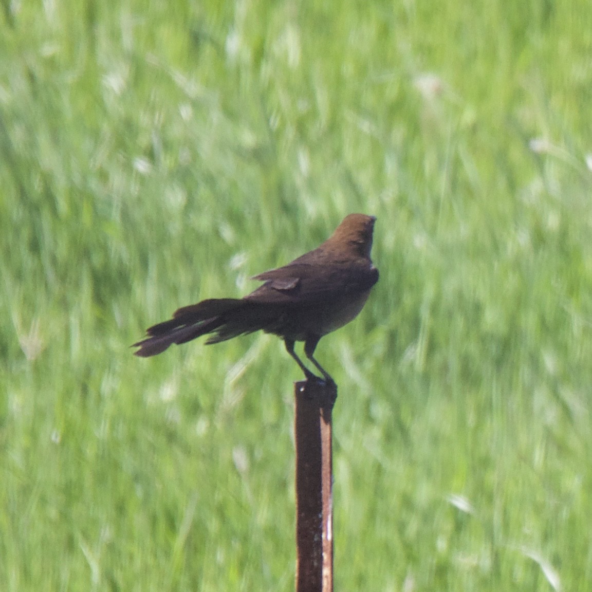 Great-tailed Grackle - ML152900261