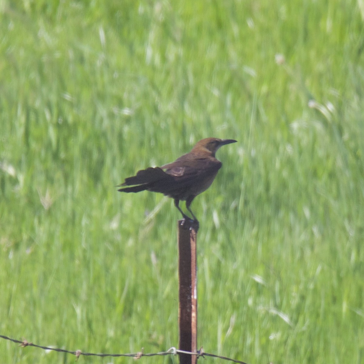 Great-tailed Grackle - Charlotte Allen