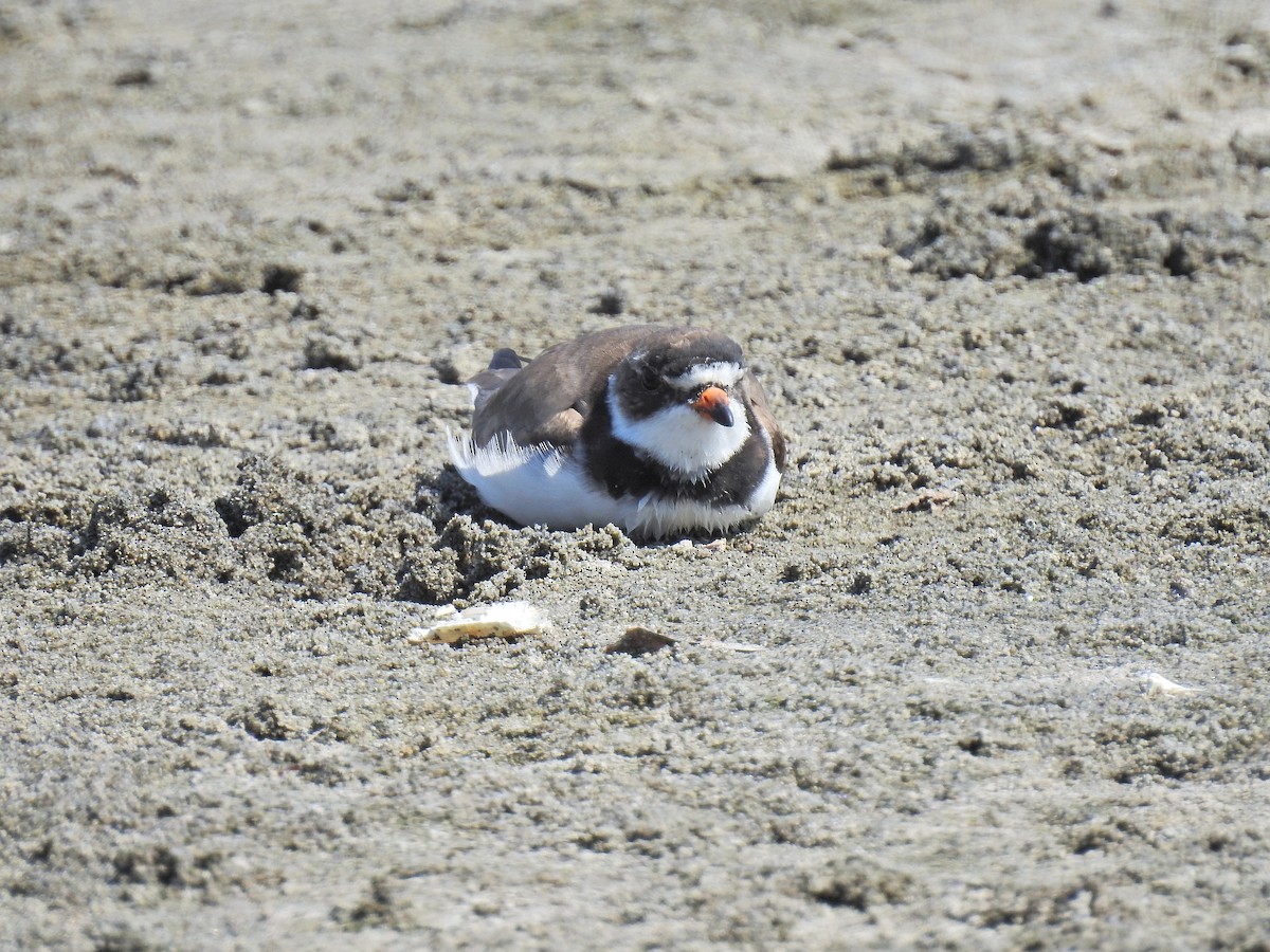 Semipalmated Plover - ML152900501