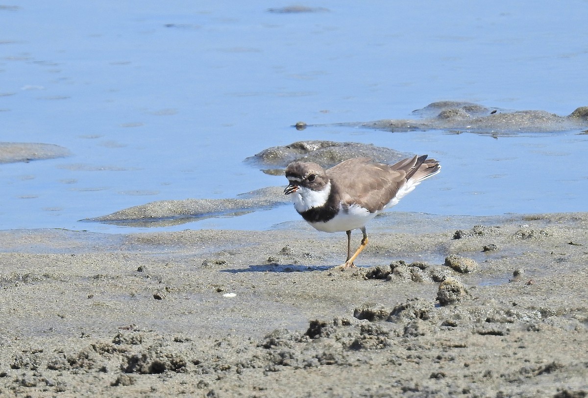 Semipalmated Plover - ML152900861
