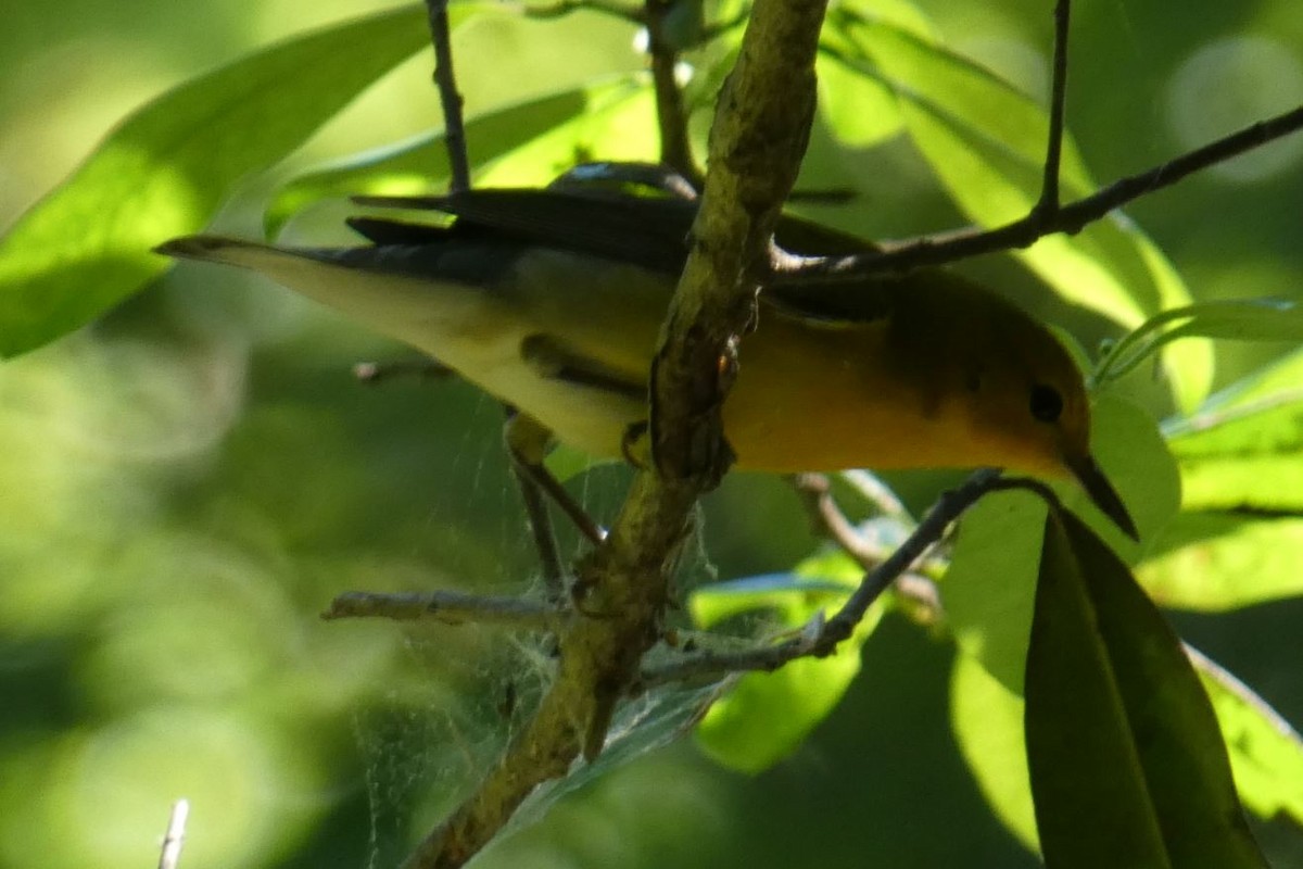 Prothonotary Warbler - Bill Pranty