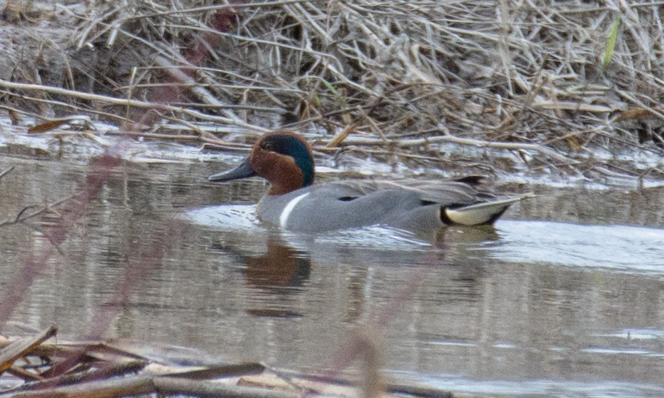 Green-winged Teal - Buddy M