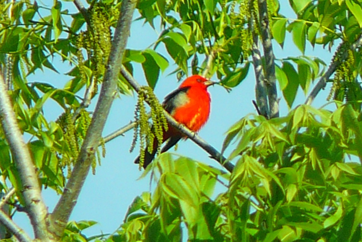 Scarlet Tanager - ML152902621