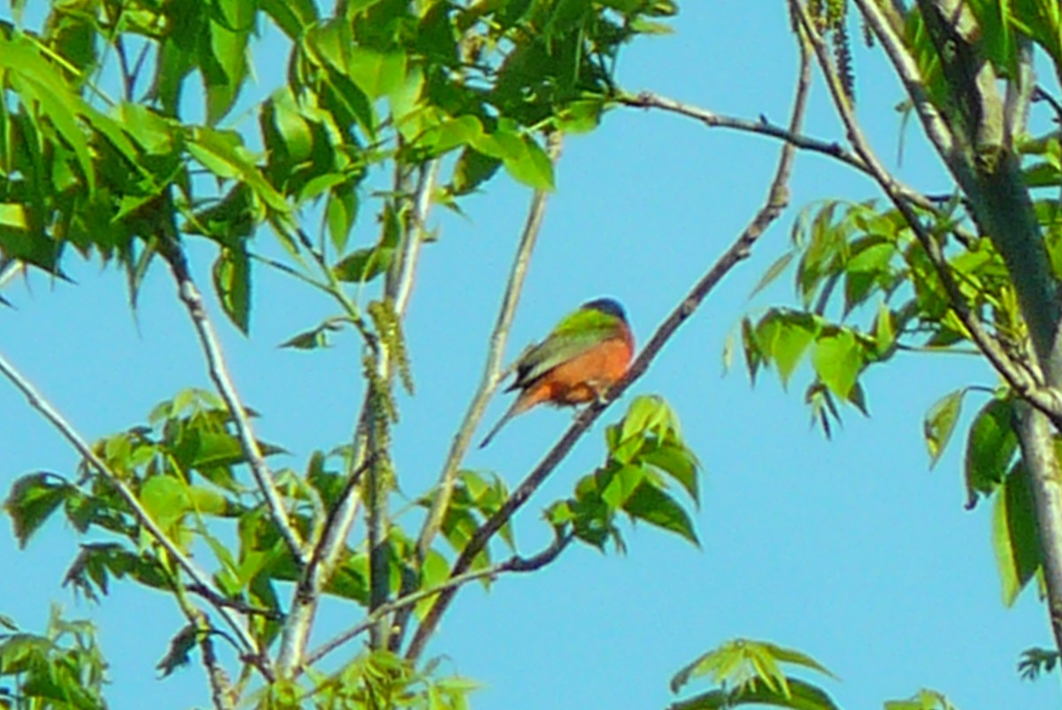 Painted Bunting - ML152902751