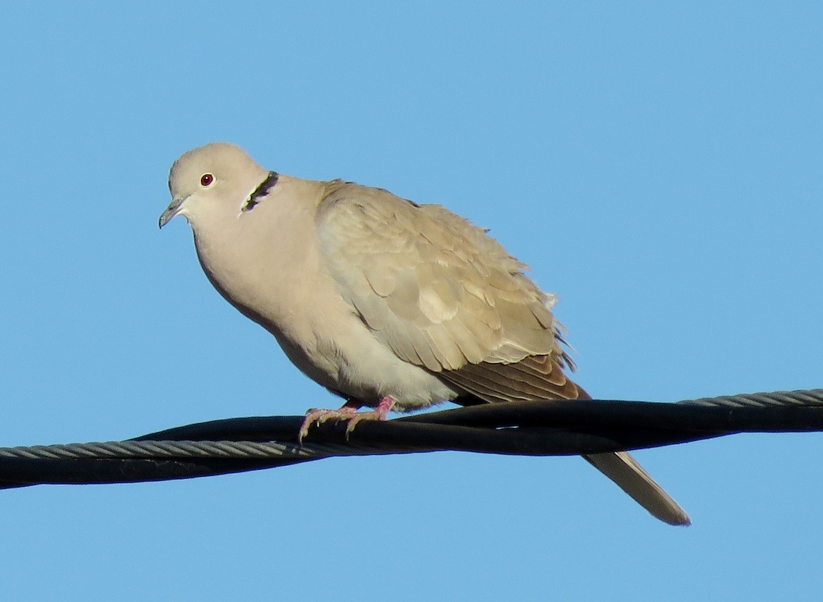 Eurasian Collared-Dove - ML152903041