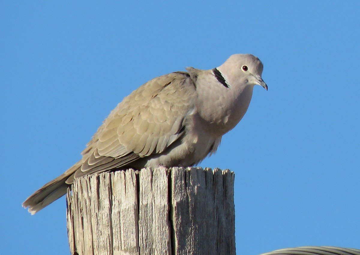 Eurasian Collared-Dove - ML152903071