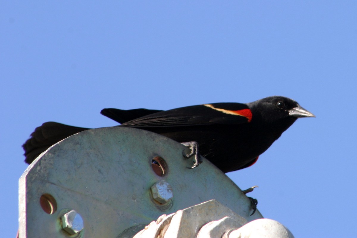 Red-winged Blackbird - Hansel Herrera
