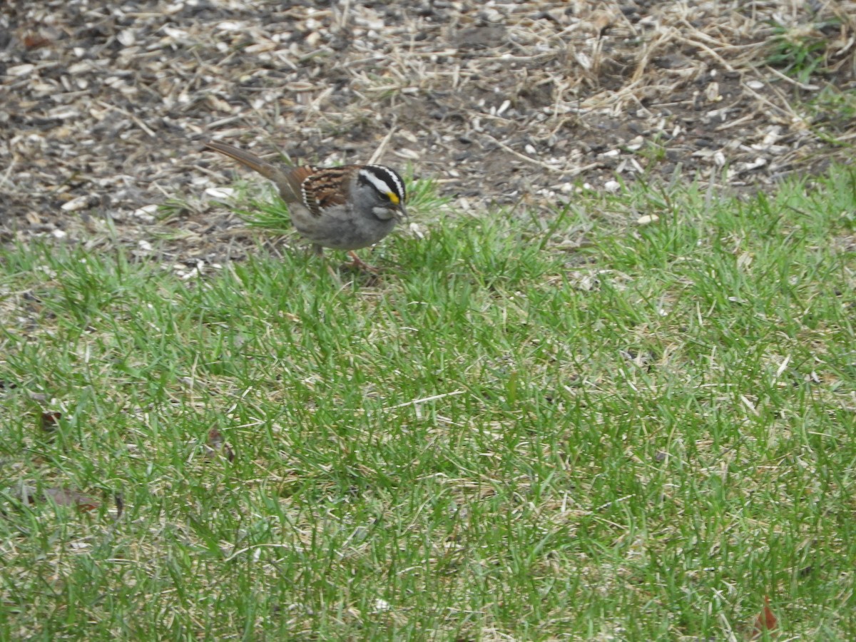White-throated Sparrow - Donna Benson
