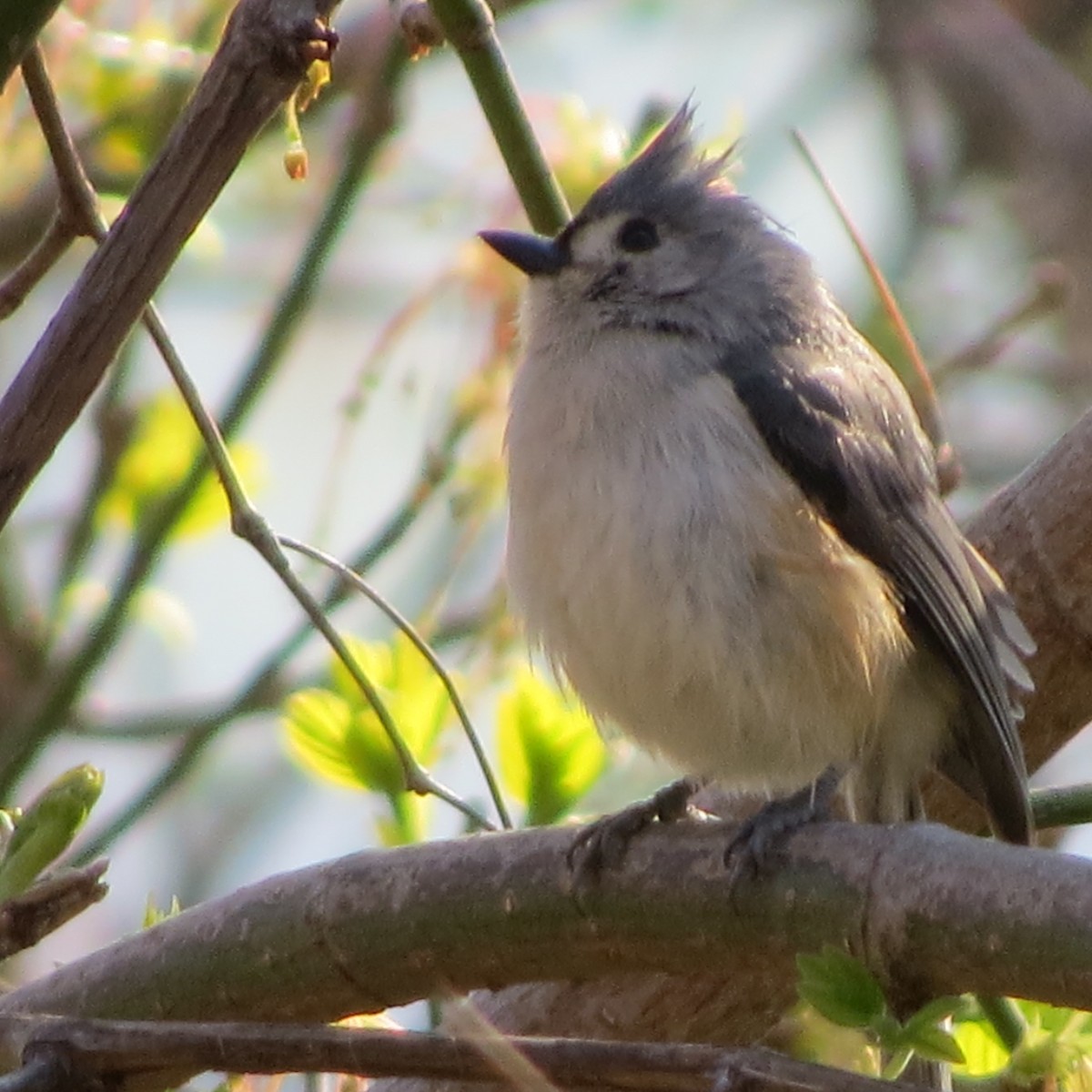 Tufted Titmouse - Mayte Torres