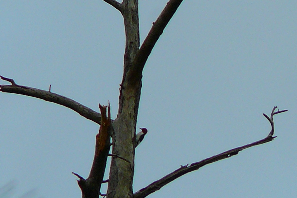 Red-headed Woodpecker - Renee  Sawyer