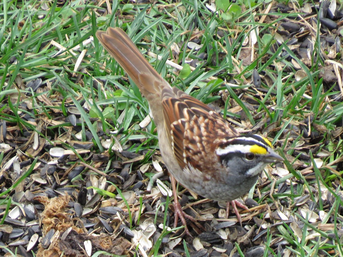 White-throated Sparrow - Anne Risen