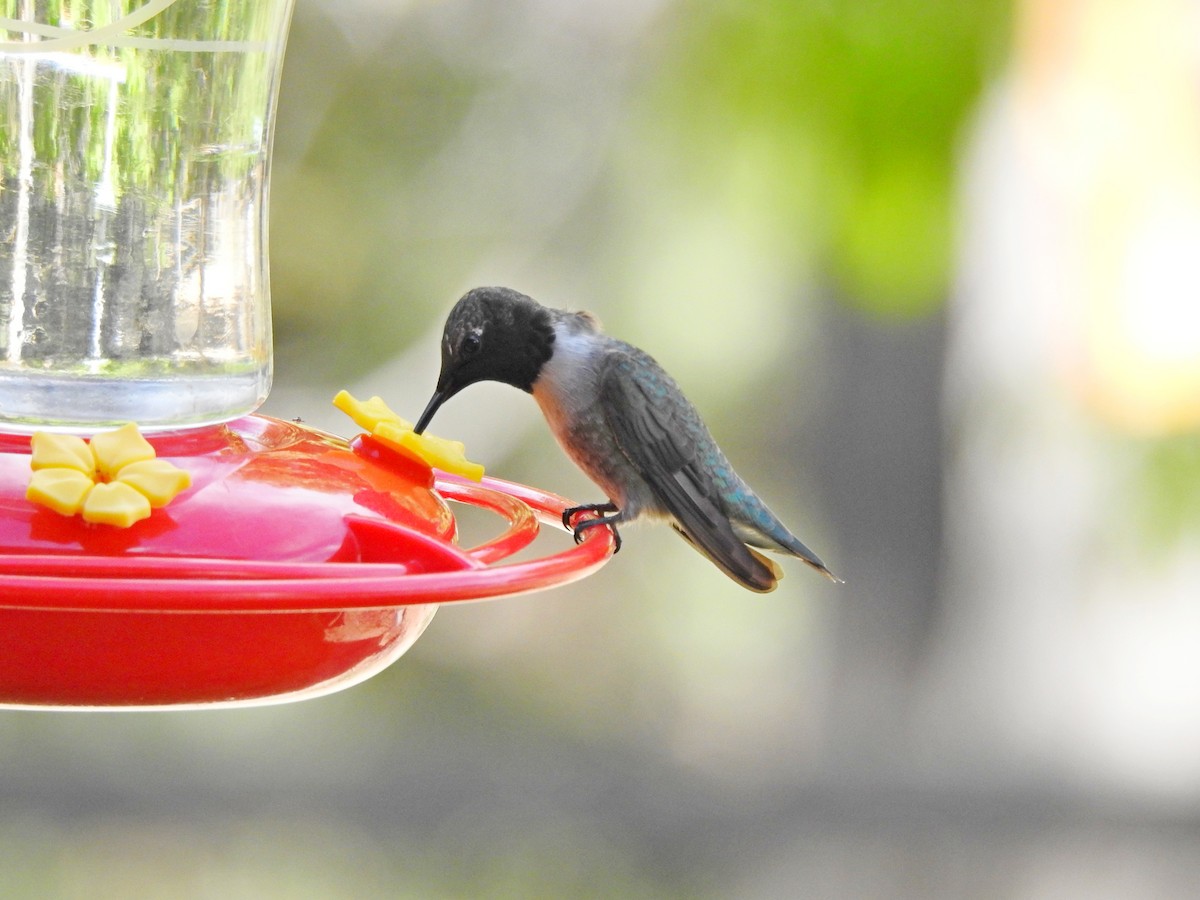Black-chinned Hummingbird - Bill Ypsilantis