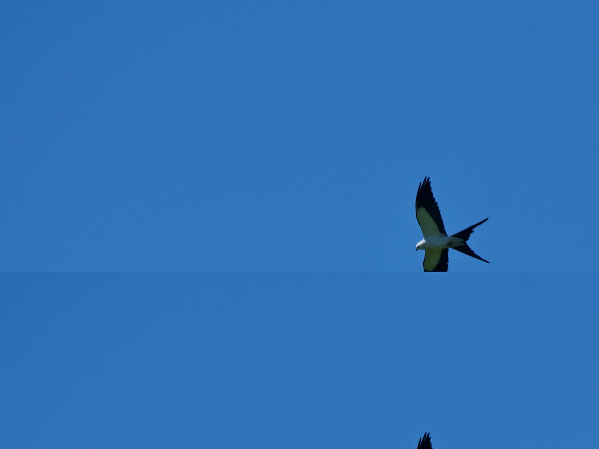 Swallow-tailed Kite - Scott Hartley