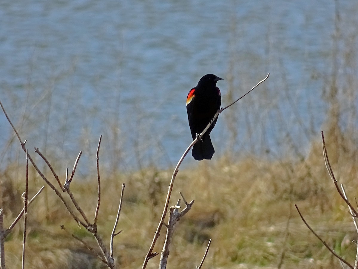 Red-winged Blackbird - Keith Wickens