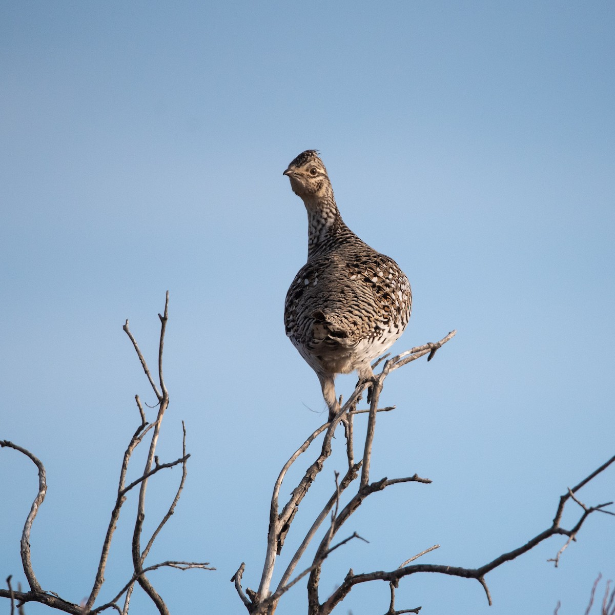 Sharp-tailed Grouse - Lyle Grisedale