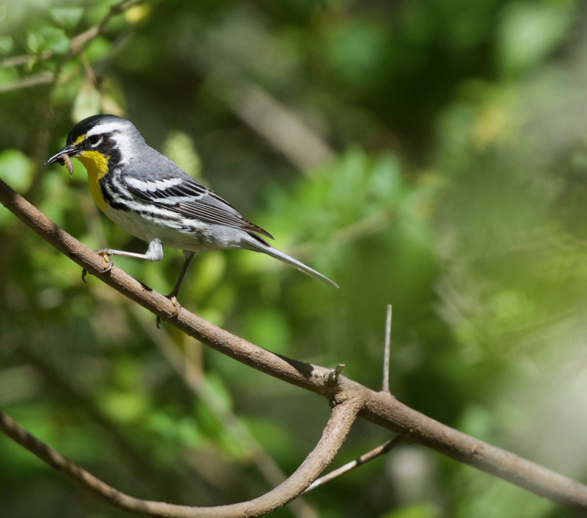 Yellow-throated Warbler - Scott Hartley