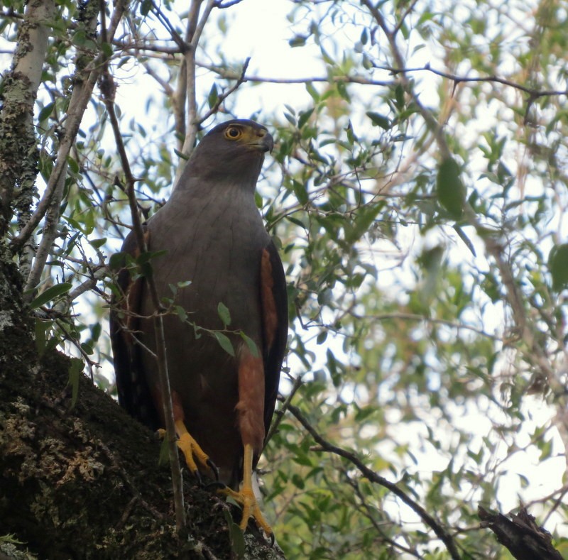 Bicolored Hawk - Germán Gil