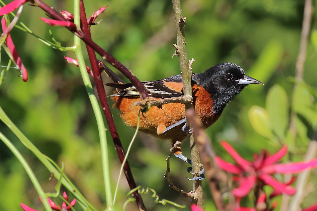 Orchard Oriole - ML152907061