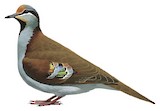 Brush Bronzewing Illustration