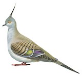 Crested Pigeon Illustration