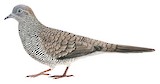 Barred Dove Illustration