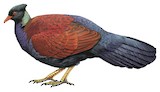 Pheasant Pigeon Illustration