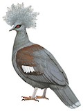 Western Crowned Pigeon Illustration