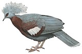 Sclater's Crowned Pigeon Illustration