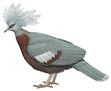 Scheepmaker's Crowned Pigeon Illustration