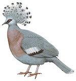 Victoria Crowned Pigeon Illustration