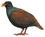 Tooth-billed Pigeon Illustration