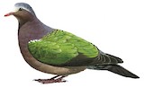 Common Emerald Dove Illustration