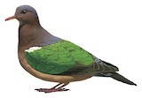 Pacific Emerald Dove Illustration